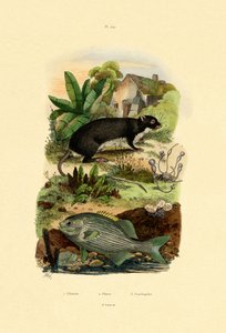 Chub by French School